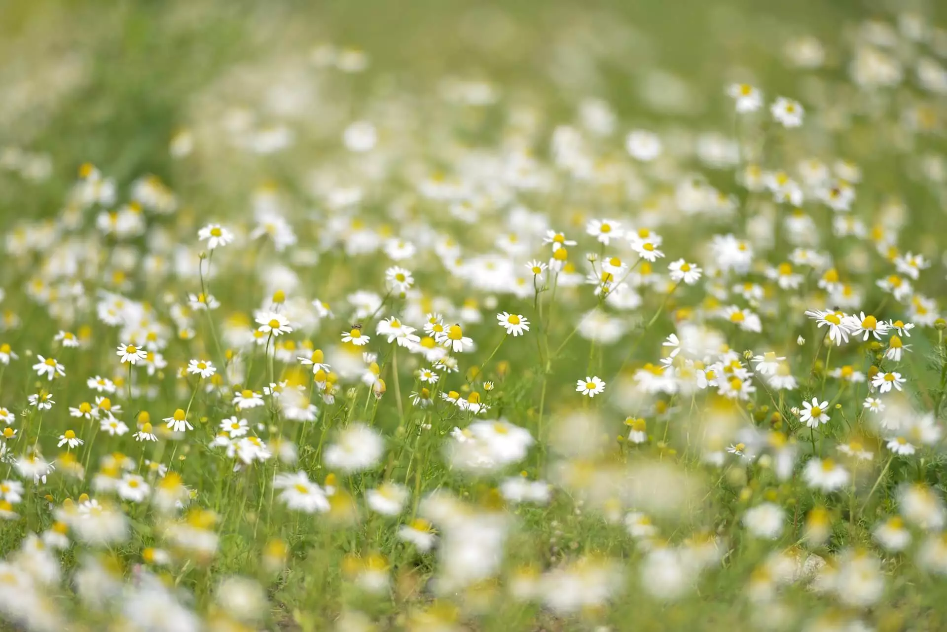 flowers-daisies-marguerites-white